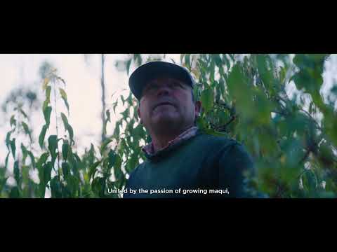 SUKO Nordic maqui berries - from harvest in Chilean Patagonia to Danish synbiotic MaquiPro®