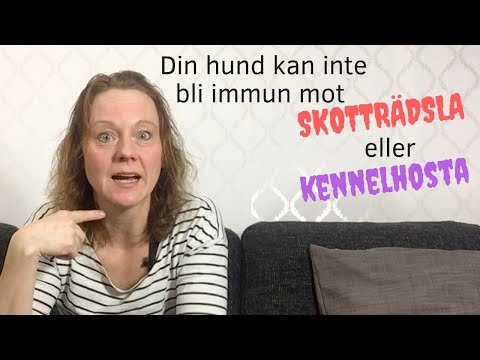 Din hund är inte immun mot skotträdsla – eller kennelhosta