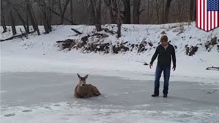 Buck rescue: family saves deer stuck on frozen lake in Indiana