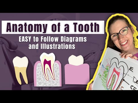 Parts of a Tooth Diagramed and Explained by a Dentist | Learn the Layers and Tissues of a Tooth FAST