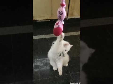 Persian cat playing 🐱🐱
