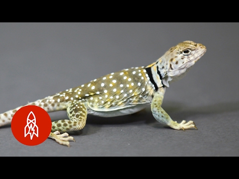 Run, Little Lizard, RUN!