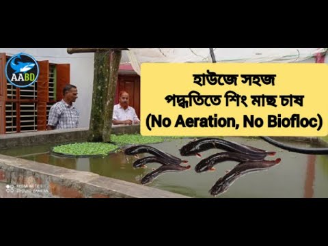 বাড়ির আঙ্গিনায় হা্উজে মাছ চাষ