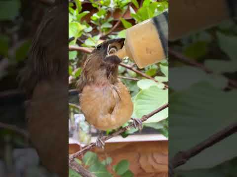 Spotted Munia babies bird pt-62 #shorts #birds #munia #spotted #animals #wildlife #pets #nature #4k