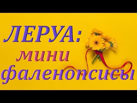 ЛЕРУА:мини ФАЛЕНОПСИСЫ.Орхидеи,ТЦ "Космопорт",Самара,20.04.2019.