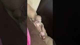 Bull and Terrier Puppies Videos