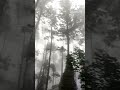 Antha Vinnil Aanandham Pachai Kiligal Tholodu What S App Status Nature Yercaud Naturestatus