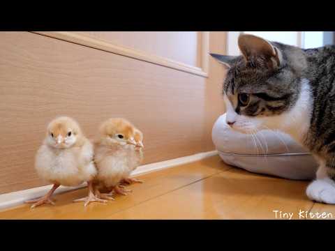 YouTube 썸네일