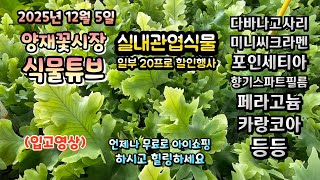양재꽃시장 식물튜브 25년 12월 5일 입고 영상 시청 하시면서 힐링타임 되시길 바랍니다~ #양재꽃시장 #식…