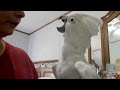 Cockatoo Plays Peek-A-Boo With Owner