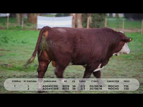 Lote TOROS HEREFORD "SAN PEDRO/LA LUCILA"
