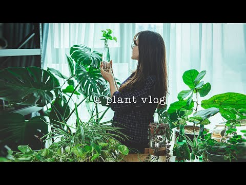 , title : '#22 Propagating all my indoor plants from cuttings in water | Plant propagation for beginners 🌱'
