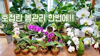 호접란 봄관리법 이 영상 하나로!! 식재, 물주기, 빛, 온도, 꽃대자르기!! 영상에 출연했던 호접란들 근황…