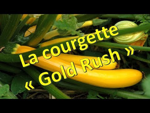 , title : 'Courgette "Gold Rush"'