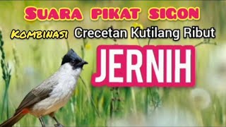 Download lagu SUARA PIKAT Sogon Ribut Memanggil Dan Crecetan Kutilang Terancam mp3