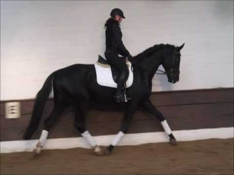 "DRAGO" 4j. Hann. Rappe v. Dauphin - Warkant  VB 7.000,- Euro