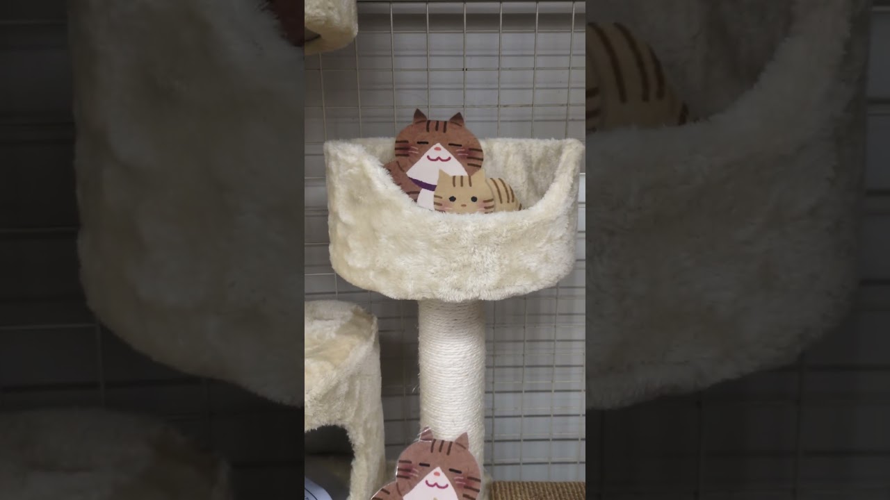 キャットタワー　#猫#保護猫#猫動画#子猫