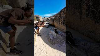 African penguins in boulder beach Capetown, South Africa