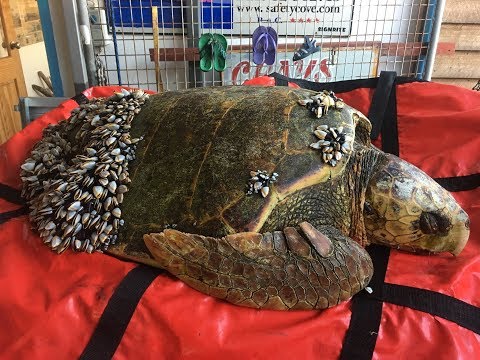 When Fishermen Saw A Sick Turtle Floating In The Water, They Realized He Desperately Needed Help