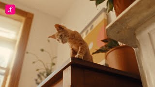 Lemonade Pet insurance for kittens (and puppies)