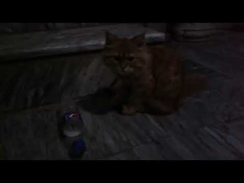 Qasim Tahir | Cats balls | Entertainment full video| happy sambrial more Road.