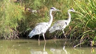 preview picture of video 'Pont de Gau Ornithological Park - Visiting Park, Part 1 - Camargue, France [HD] (VideoTurysta.pl)'