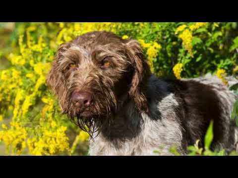 German Roughhaired Pointer | Facts, History & Characteristics