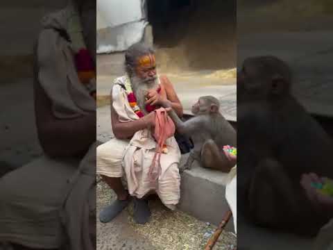 Pujye Shri Vinod Baba ji#barsana#priyakunjashram#indreshji#shripremanandji