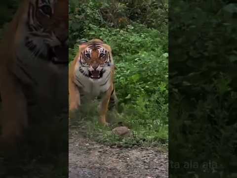 tips agar selamat saat bertemu harimau liar di hutan #shorts