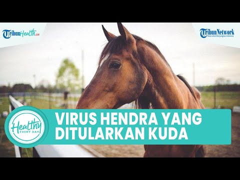 , title : 'Penyakit Langka! Virus Hendra yang Ditularkan dari Kuda ke Manusia, Kenali Gejala dan Penyebabnya'