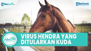 Penyakit Langka! Virus Hendra yang Ditularkan dari Kuda ke Manusia, Kenali Gejala dan Penyebabnya