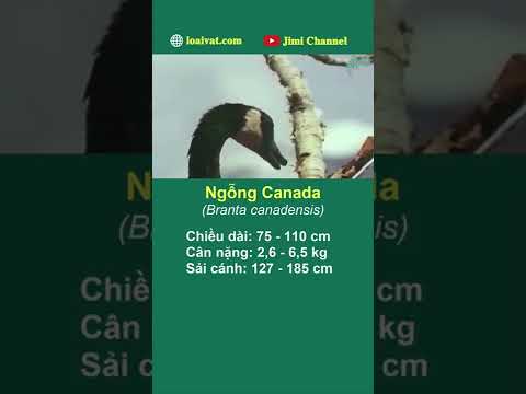 , title : '#Short Ngỗng Canada sinh sản'