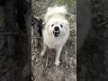 ️ANGRY ️ Pomeranian ️ Dog Angrydogs Angrydog Shorts Short Dogvideo