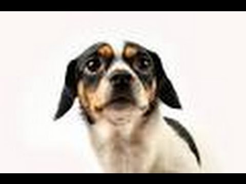 Fearful Dog, Fear Aggression in Dogs