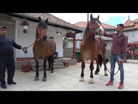 Caii lui Adi de la Rusor, Hunedoara - 2020 Nou!!!