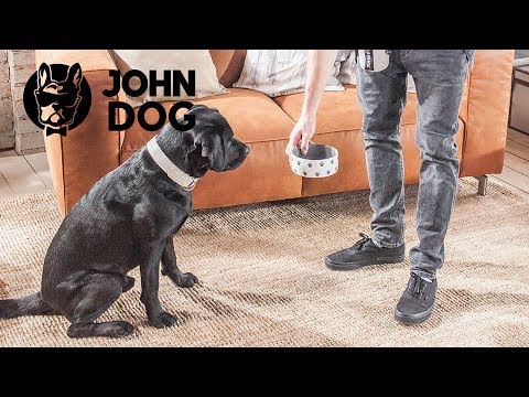 (Sz)czekanie na miskę - TRENING PSA - John Dog