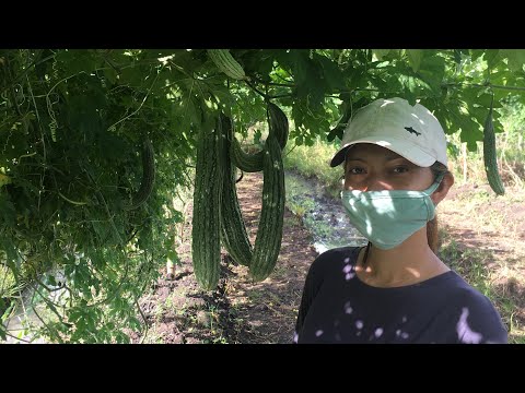 VISIT HARVEST AMPALAYA FARM |Virgie Ursal