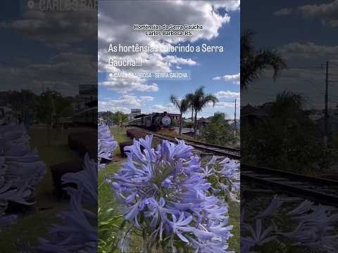Hortênsias da Serra Gaúcha em Carlos Barbosa-RS #sul #bento #gramado #canela #regiãodashortênsias