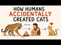 How Humans Accidentally Created Cats
