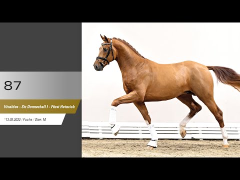 87 Hengst v Vivaldos - Sir Donnerhall I