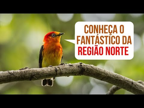 Conheça o Fantástico da REGIÃO NORTE
