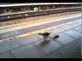 Death By Train Arriva Trains Wales Style Seagull Eating Burger King Gets Hit By 150282 In Cardiff Ce