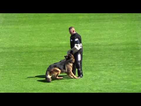 2021 SV BSZS TSB 1548 V21 Damien von Arlett