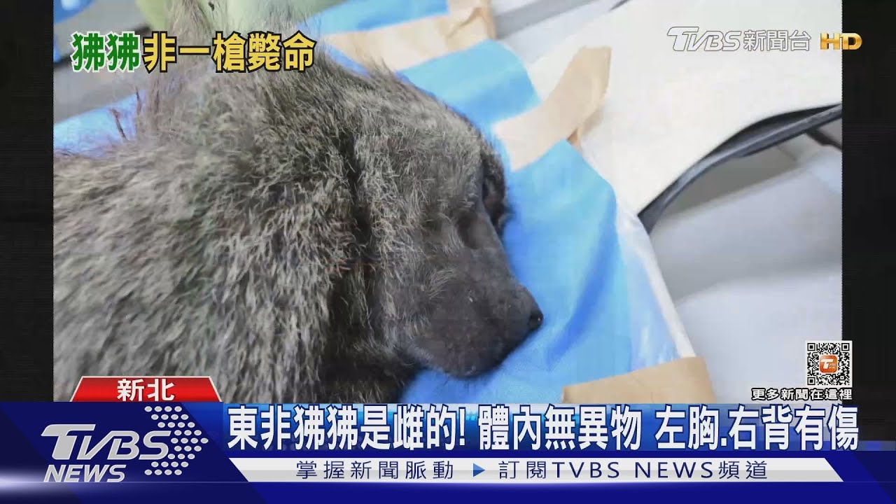 東非狒狒是雌的!體內無異物 左胸、右背有傷
