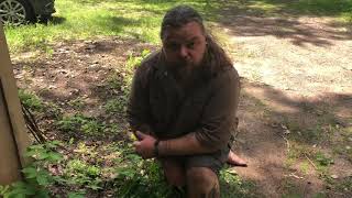 Dandelion (taraxacum officinale)