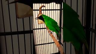 Download lagu CUCAK IJO ORIGINAL ALAS PURWO || Bebeciu...... mp3