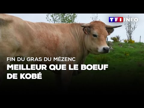 Fin du gras du Mézenc : meilleur que le boeuf de Kobé