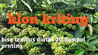 Download lagu curly clones can be more than 20 bunches mp3