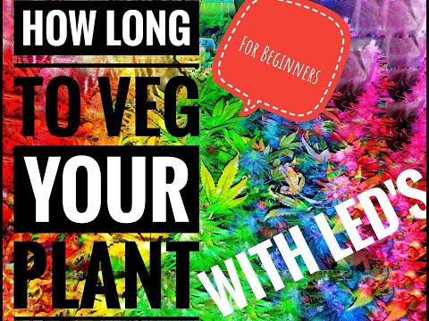 YouTube video about: How long to veg for 4 oz per plant?