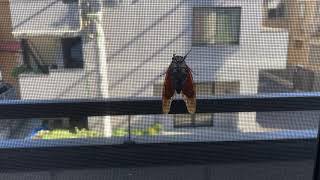 網戸でセミが鳴いている動画